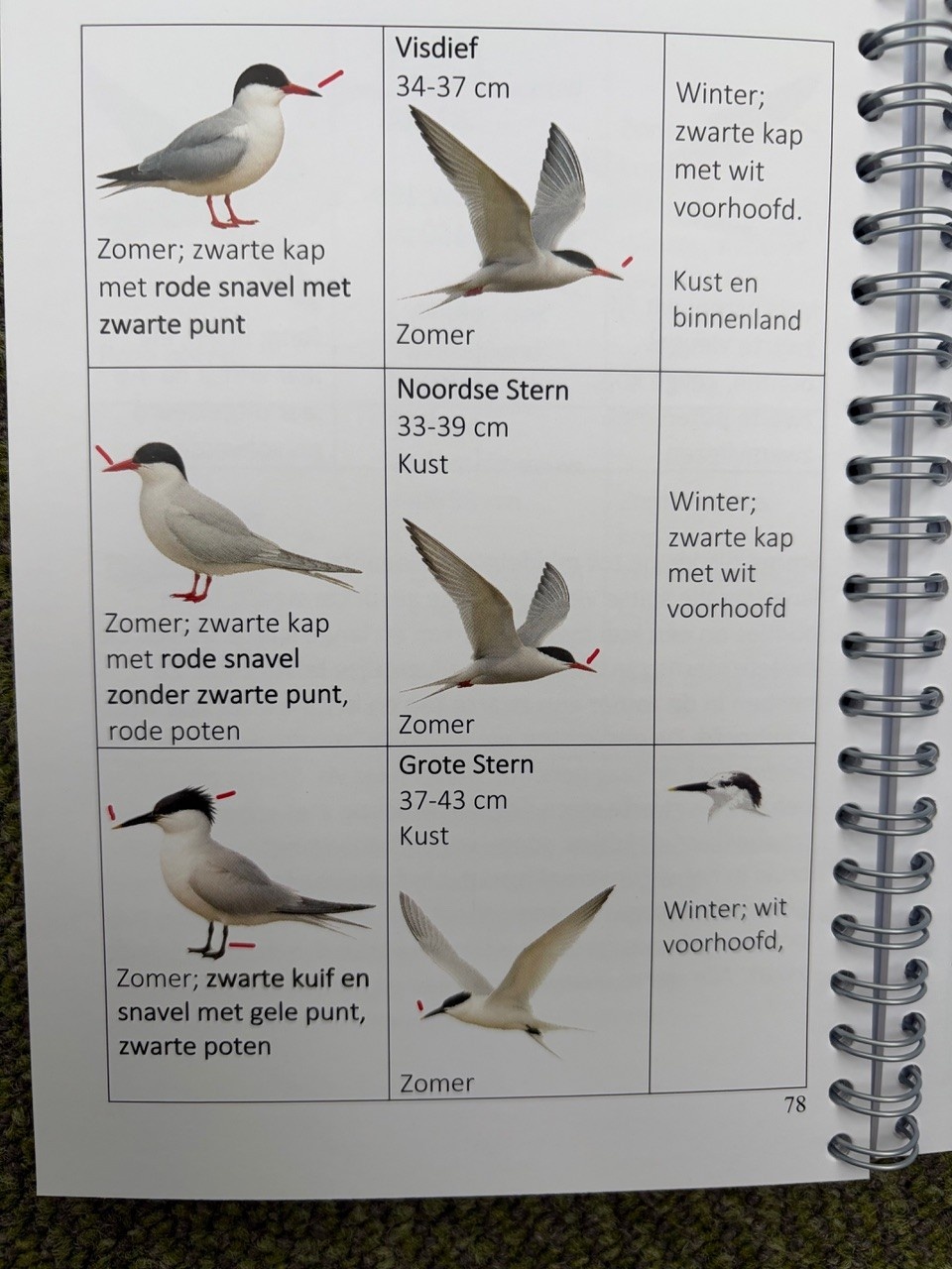De makkelijkste Vogelgids voor beginners