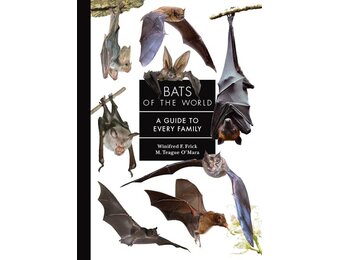 Bats of the World