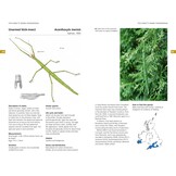 Field Guide to the Grasshoppers and Allies of Great Britain and Ireland