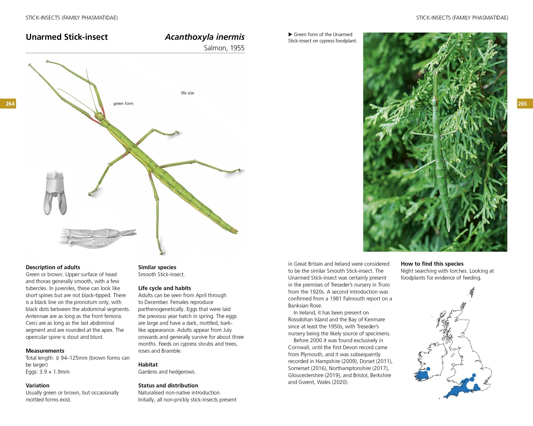 Field Guide to the Grasshoppers and Allies of Great Britain and Ireland