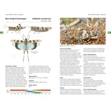 Field Guide to the Grasshoppers and Allies of Great Britain and Ireland