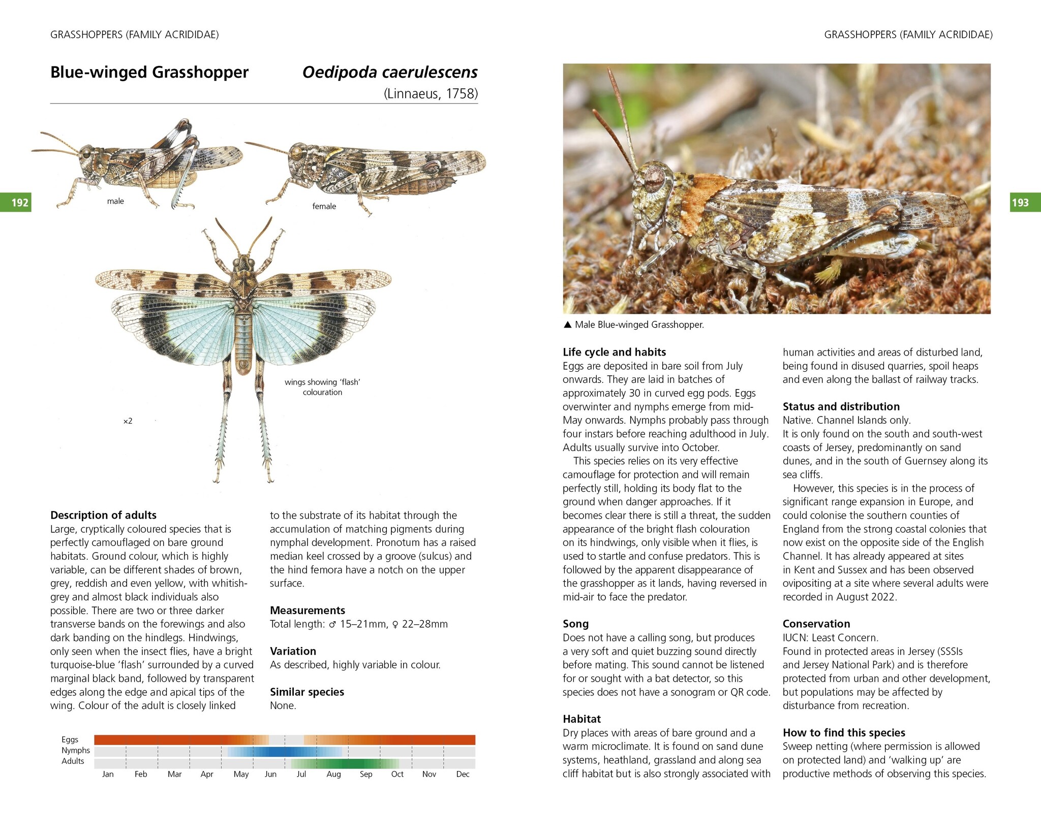 Field Guide to the Grasshoppers and Allies of Great Britain and Ireland