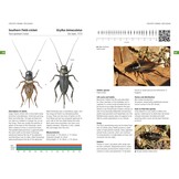 Field Guide to the Grasshoppers and Allies of Great Britain and Ireland