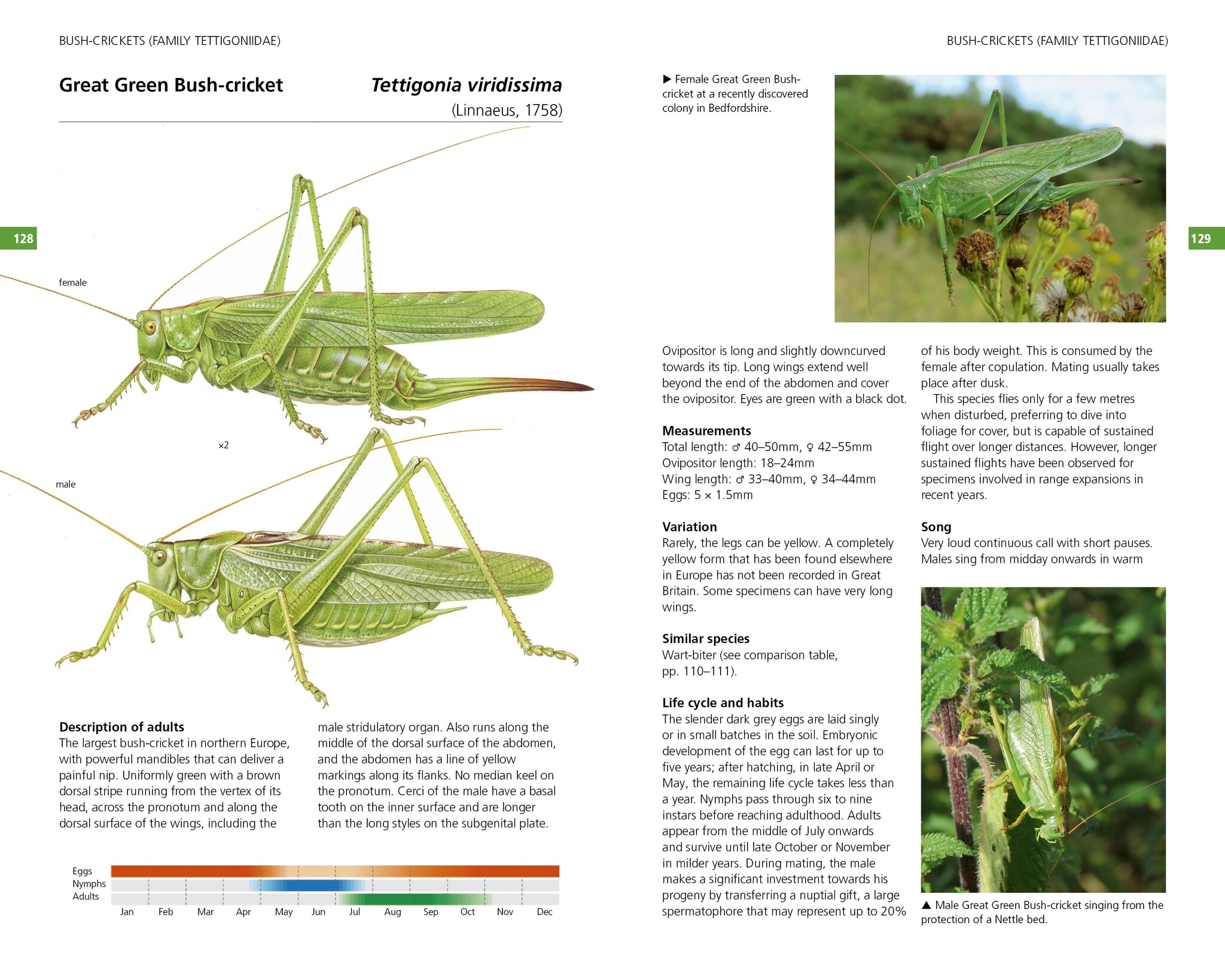 Field Guide to the Grasshoppers and Allies of Great Britain and Ireland