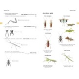 Field Guide to the Grasshoppers and Allies of Great Britain and Ireland