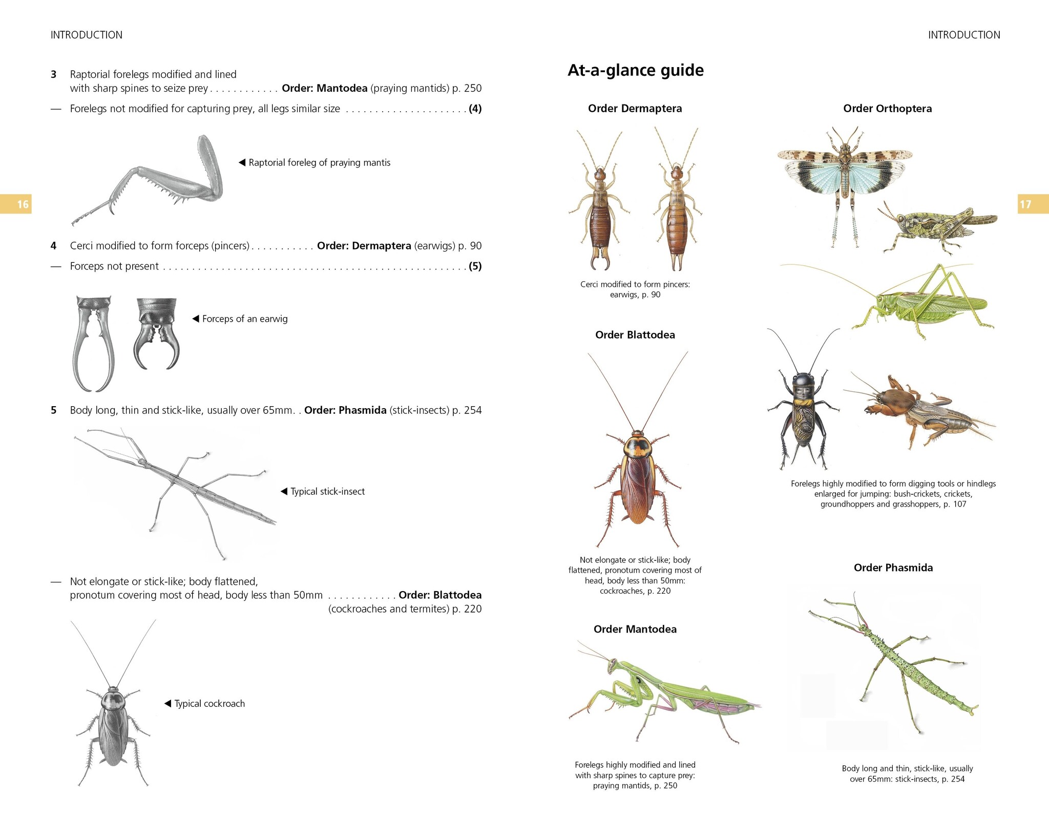 Field Guide to the Grasshoppers and Allies of Great Britain and Ireland