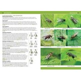 A Photographic Guide to Flies of Britain & Ireland