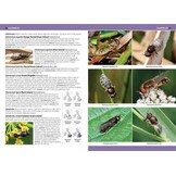 A Photographic Guide to Flies of Britain & Ireland