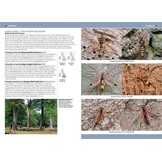 A Photographic Guide to Flies of Britain & Ireland