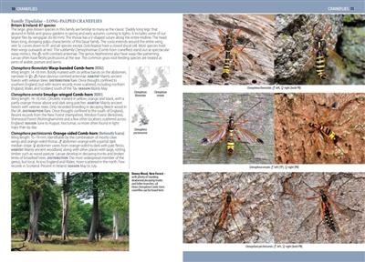A Photographic Guide to Flies of Britain & Ireland