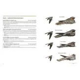 Nightjars of the World