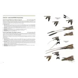 Nightjars of the World