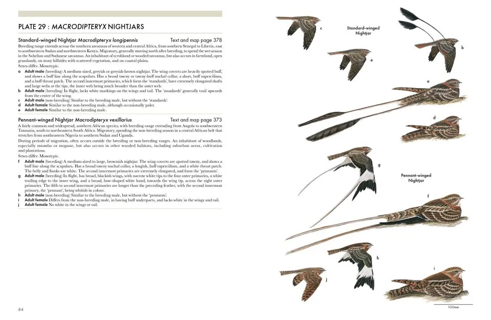 Nightjars of the World