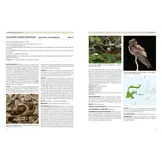 Nightjars of the World