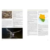 Nightjars of the World