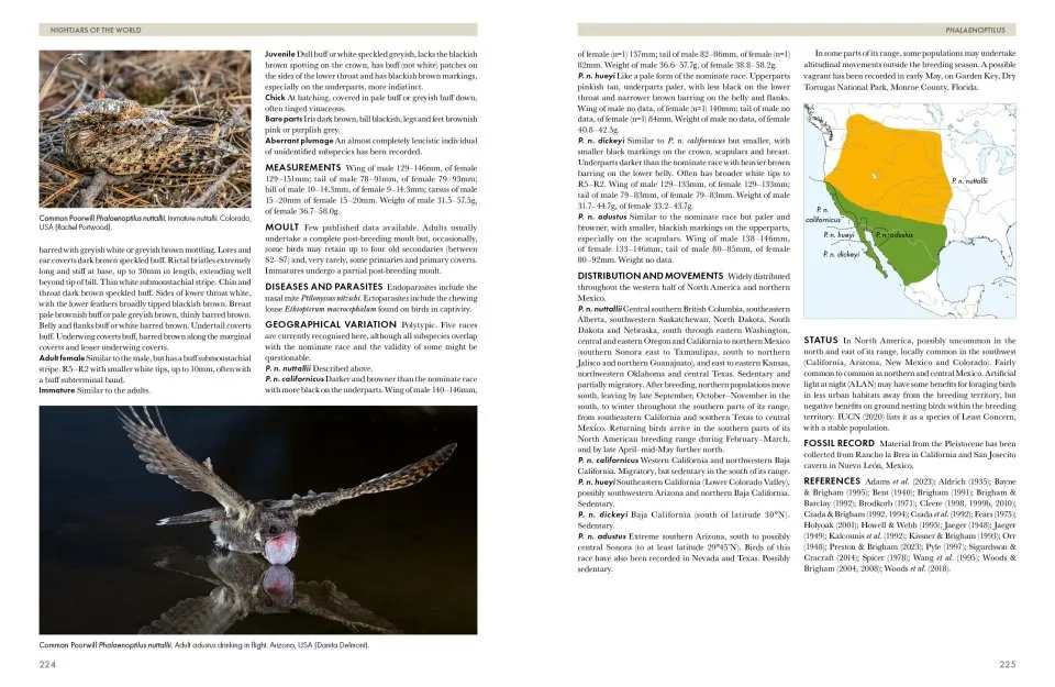 Nightjars of the World