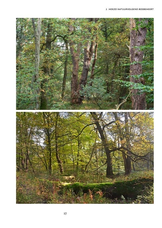 Natuurvolgend bosbeheer - Voor rendabel, biodivers en prachtig bos