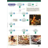 Guide to the Distinctive Ants of Britain and Ireland