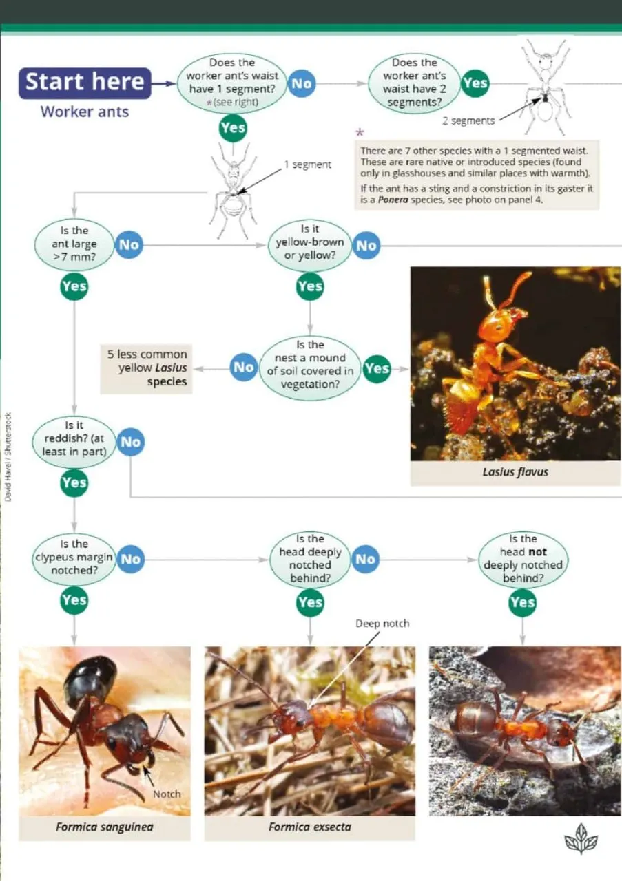 Guide to the Distinctive Ants of Britain and Ireland