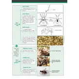 Guide to the Distinctive Ants of Britain and Ireland