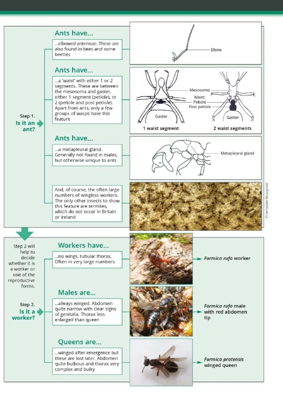 Guide to the Distinctive Ants of Britain and Ireland