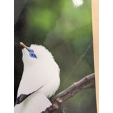 Damaged copy - Birds of Bali, Sumatra and Java - A Photographic Guide