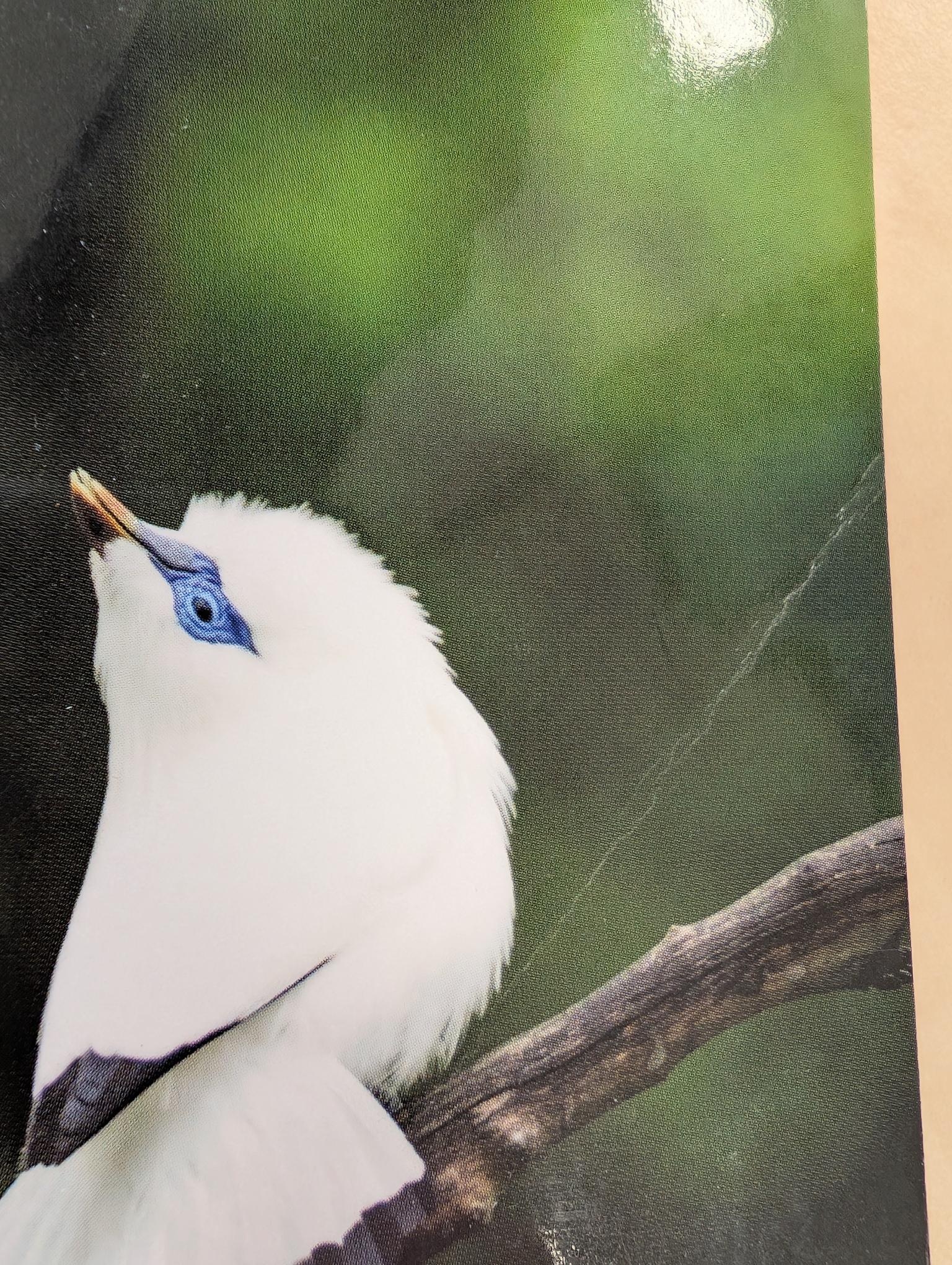 Damaged copy - Birds of Bali, Sumatra and Java - A Photographic Guide