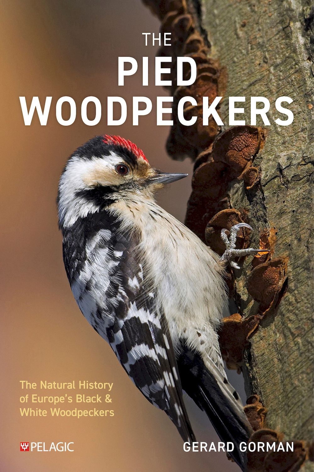 The Pied Woodpeckers - The Natural History of Europe’s Black & White Woodpeckers
