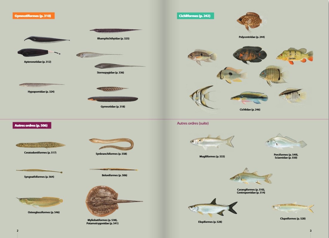 Guide expert des Poissons d'eau douce de Guyane