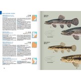 Guide expert des Poissons d'eau douce de Guyane