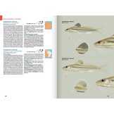 Guide expert des Poissons d'eau douce de Guyane