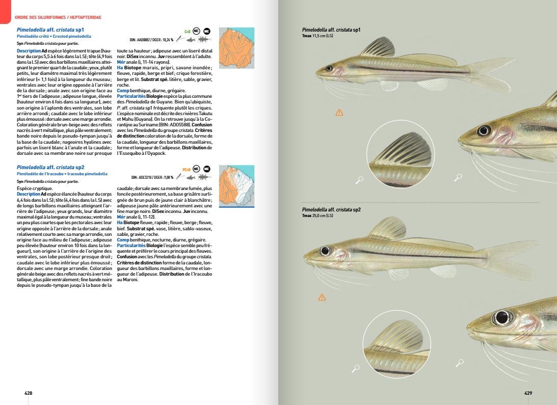 Guide expert des Poissons d'eau douce de Guyane