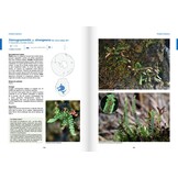 Atlas de la flore des Terres australes françaises