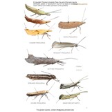 Moths of Western North America