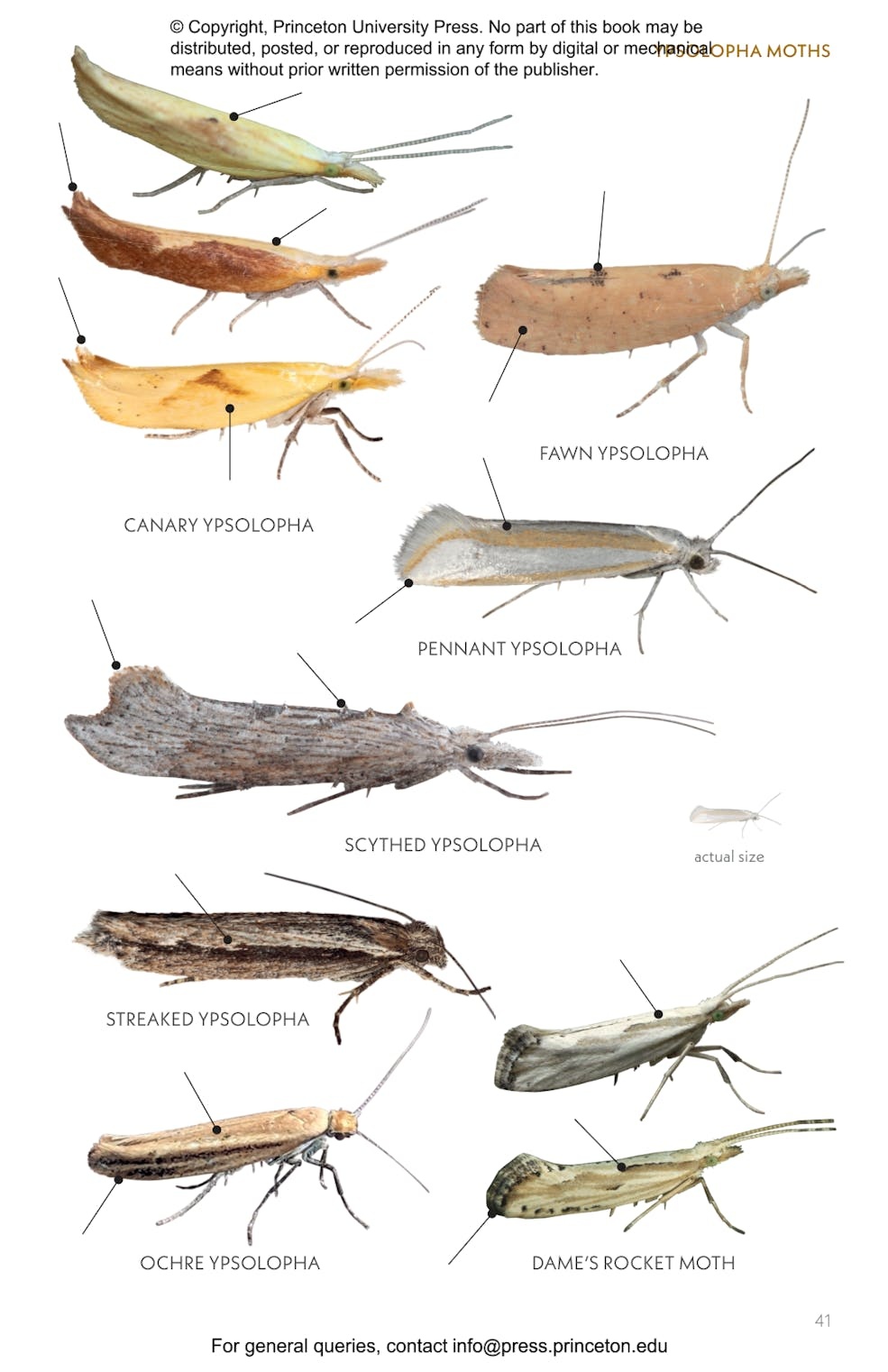 Moths of Western North America