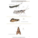 Moths of Western North America