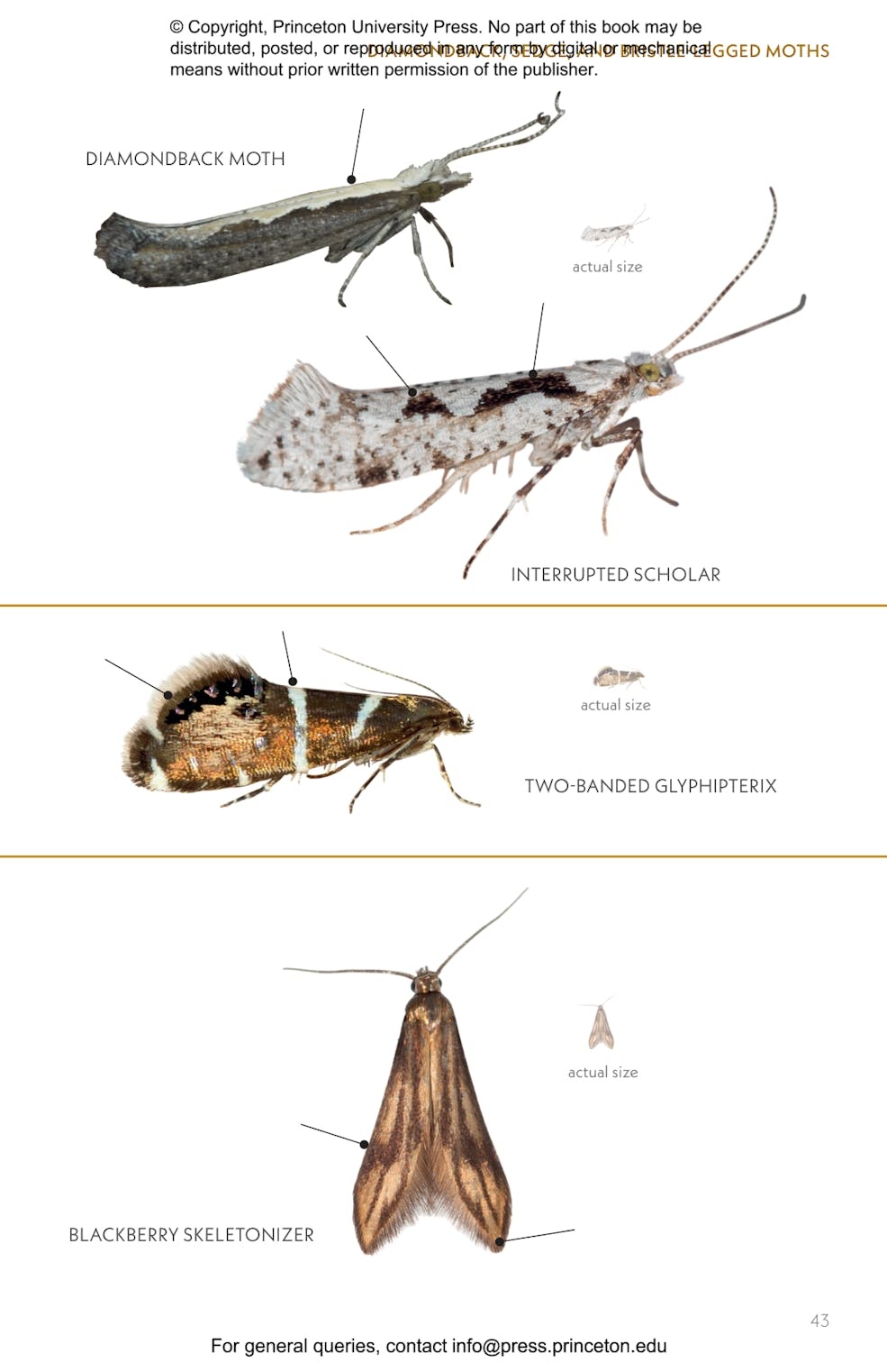 Moths of Western North America