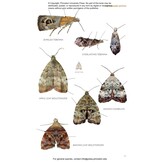 Moths of Western North America
