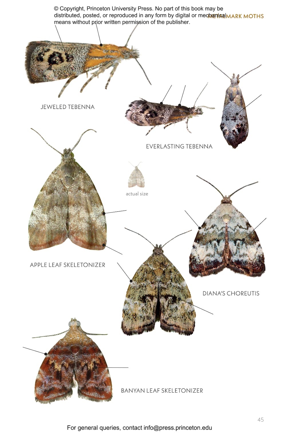 Moths of Western North America