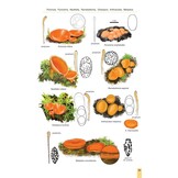 Cup Fungi and Other Ascomycetes of Britain & Europe - An Introductory Guide