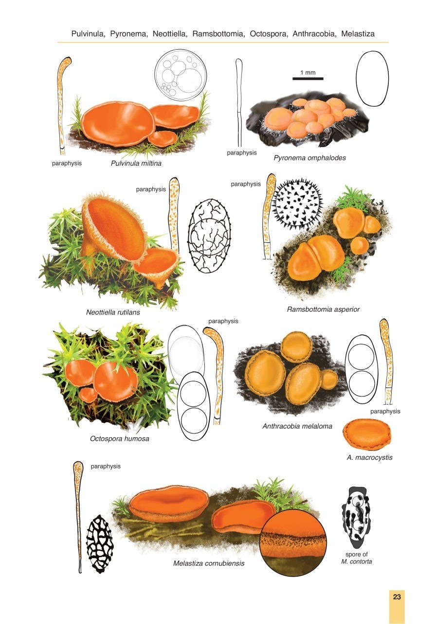Cup Fungi and Other Ascomycetes of Britain & Europe - An Introductory Guide