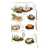 Cup Fungi and Other Ascomycetes of Britain & Europe - An Introductory Guide