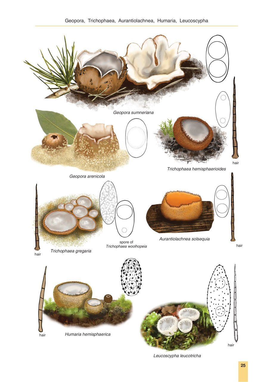 Cup Fungi and Other Ascomycetes of Britain & Europe - An Introductory Guide