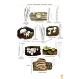 Cup Fungi and Other Ascomycetes of Britain & Europe - An Introductory Guide