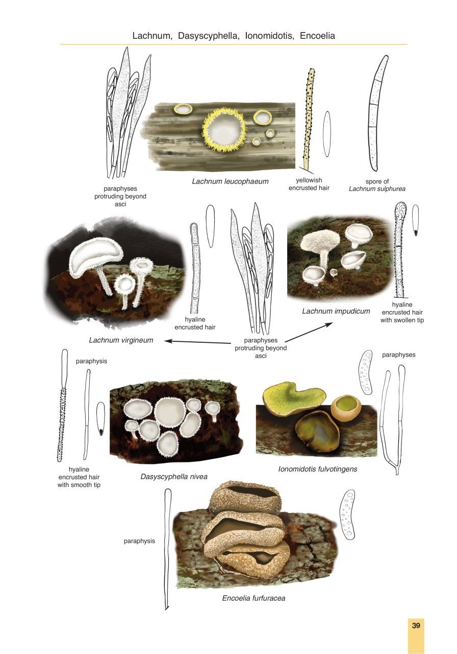 Cup Fungi and Other Ascomycetes of Britain & Europe - An Introductory Guide