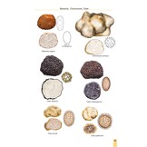 Cup Fungi and Other Ascomycetes of Britain & Europe - An Introductory Guide