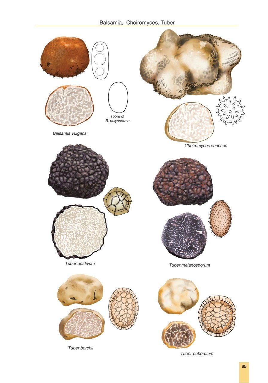 Cup Fungi and Other Ascomycetes of Britain & Europe - An Introductory Guide