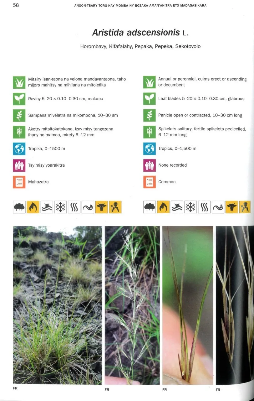 Photographic Field Guide to the Grasses of Madagascar / Angon-tsary Toro-hay Momba ny Bozaka Aman'ahitra Eto Madagasikara