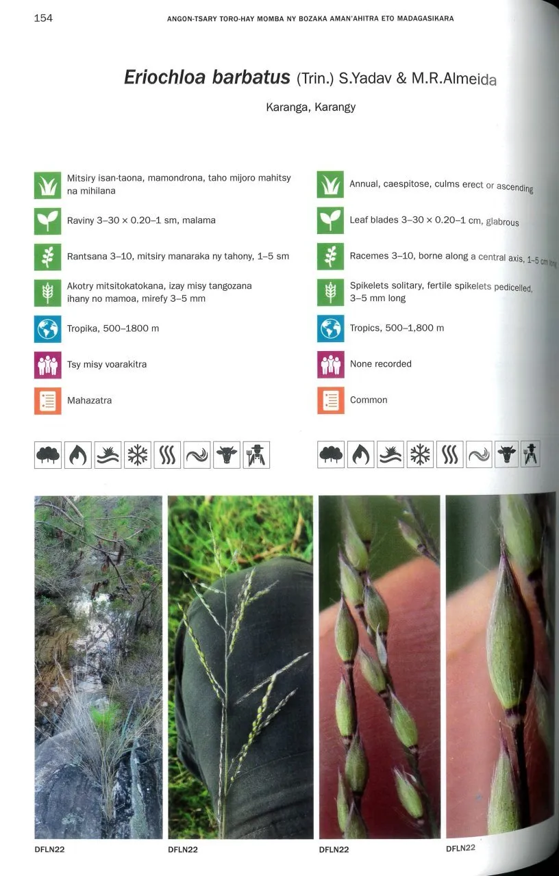 Photographic Field Guide to the Grasses of Madagascar / Angon-tsary Toro-hay Momba ny Bozaka Aman'ahitra Eto Madagasikara