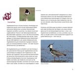 Vögel beobachten im Nationalpark Niedersächsisches Wattenmeer und im angrenzenden Binnenland